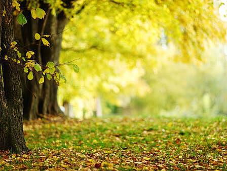 Park im Herbst